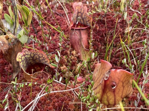 Close-up of unique pitcher plants among red moss and green foliage in a natural setting.