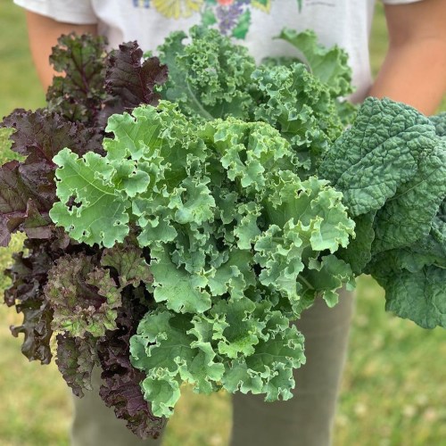 A person holds a variety of fresh, leafy greens, including kale and red lettuce, against a grassy background.