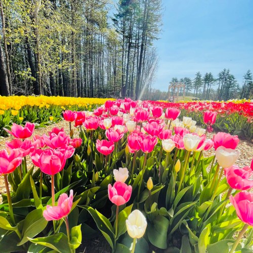 A vibrant field of pink and white tulips in the foreground, with yellow tulips and trees in the background under a clear blue sky.