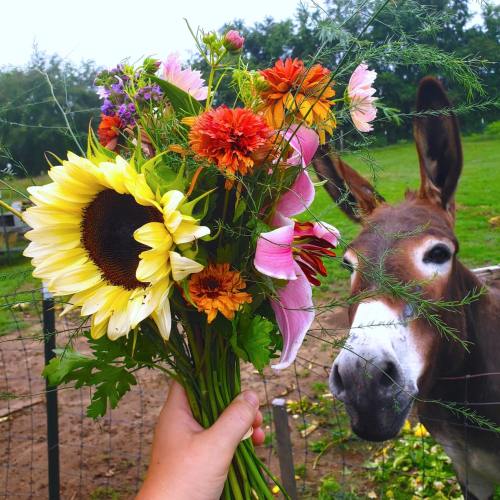 A hand holds a vibrant bouquet of flowers, while a curious donkey looks on in a grassy field.