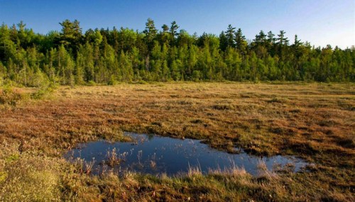 A serene wetland landscape with a small pond surrounded by lush green trees and golden grasses under a clear blue sky.