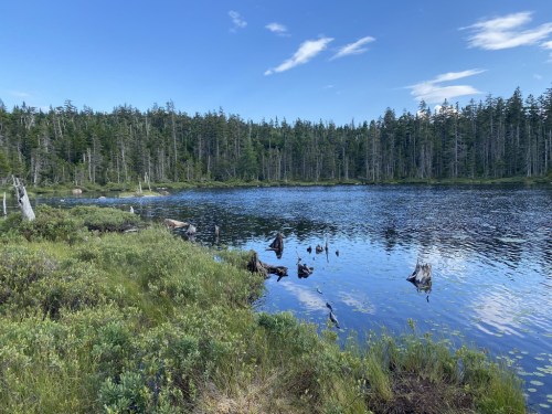 A serene lake surrounded by lush greenery and trees under a clear blue sky. Reflections shimmer on the water's surface.