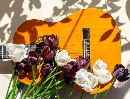 An acoustic guitar surrounded by white and dark purple tulips, with shadows creating a decorative pattern.