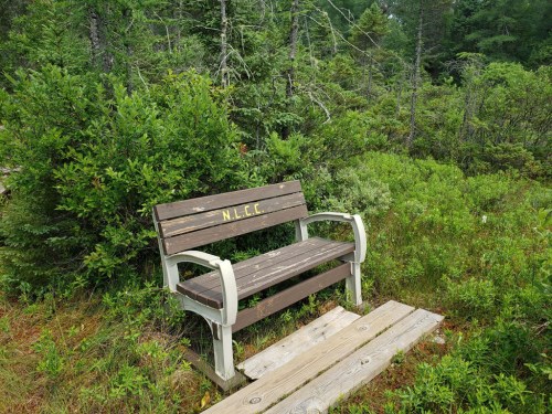 A wooden bench with the initials "N.L.C.C." in a lush, green forest setting.