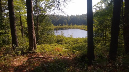 A serene pond surrounded by lush greenery and trees, with sunlight filtering through the leaves.
