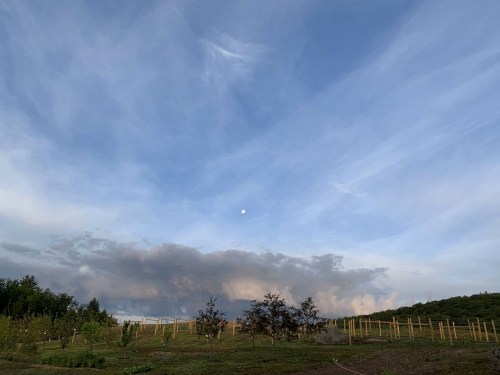 A serene landscape with a blue sky, wispy clouds, and a visible moon above a grassy field with trees.