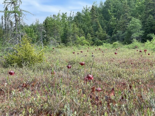 A field of red pitcher plants surrounded by green trees and shrubs under a blue sky.