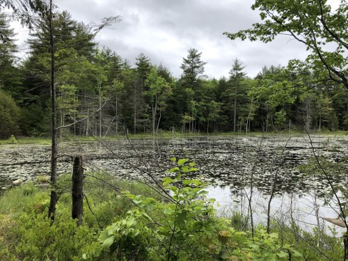 A serene pond surrounded by lush greenery and trees under a cloudy sky, with lily pads covering the water's surface.
