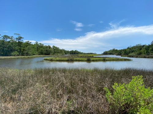 A serene landscape featuring a calm river surrounded by lush greenery and grassy wetlands under a clear blue sky.
