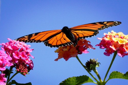 A vibrant orange butterfly perched on colorful flowers against a clear blue sky.