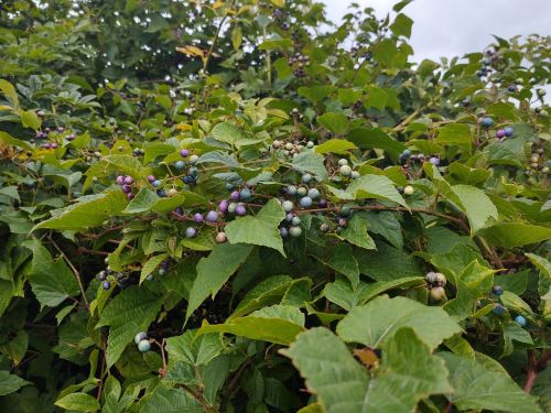 A dense bush with green leaves and clusters of colorful berries in various shades of purple and blue.
