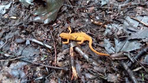 A small orange salamander on a bed of leaves and twigs in a forest setting.