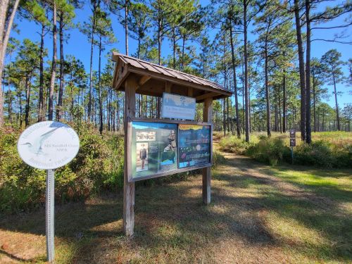 Information sign at a nature trail surrounded by tall pine trees and grassy areas under a clear blue sky.