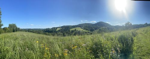 A panoramic view of rolling green hills under a clear blue sky, with wildflowers in the foreground and the sun shining brightly.