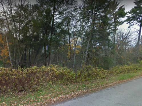 A wooded area with trees and shrubs, featuring autumn foliage along a roadside.