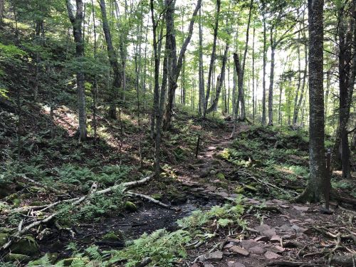 A serene forest scene with a winding path, lush greenery, and a small stream flowing through the underbrush.