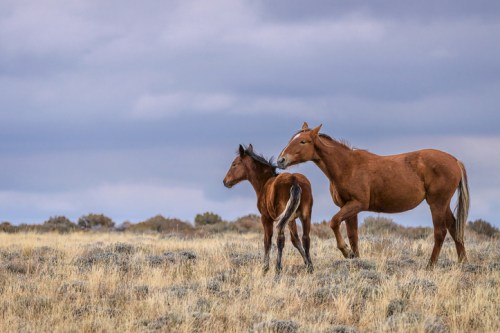 Two horses, one adult and one foal, walk together across a grassy field under a cloudy sky.