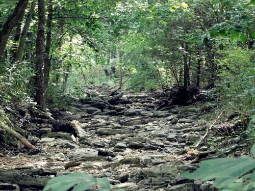 A rocky, dry creek bed surrounded by lush green trees and foliage in a serene forest setting.