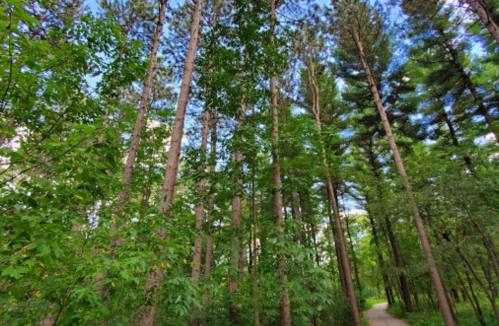 Tall trees with lush green foliage line a path under a bright blue sky.