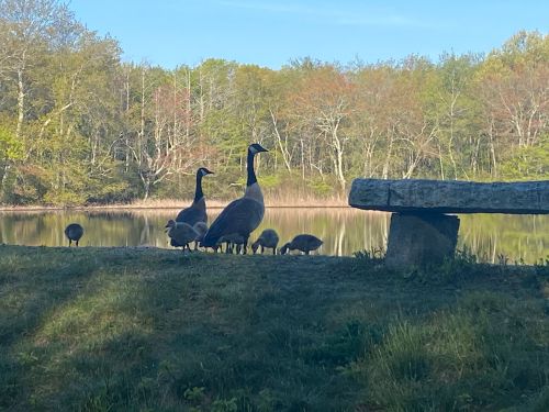 A group of geese stands by a serene pond, with lush greenery and a wooden bench in the foreground.