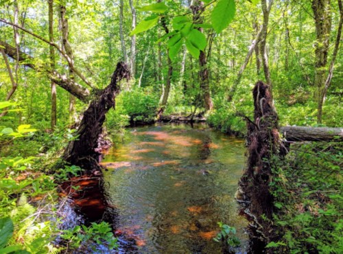 A serene forest scene featuring a calm stream surrounded by lush greenery and fallen trees.