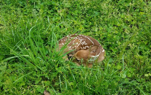 A small fawn curled up in a grassy area, surrounded by green grass and scattered wildflowers.