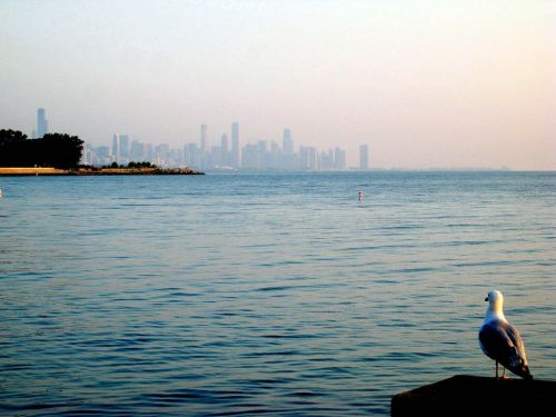 A seagull stands on a pier overlooking a calm lake with a city skyline in the background during sunset.