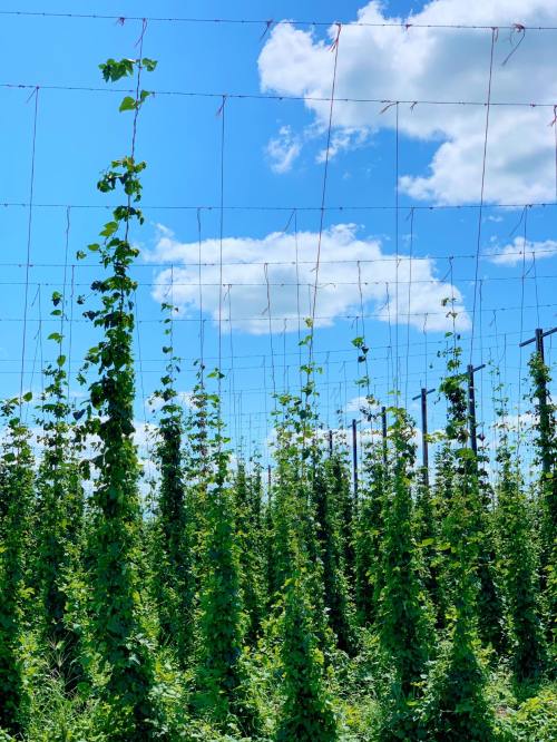 Lush green hop plants grow tall against a bright blue sky with fluffy clouds, supported by strings in a field.