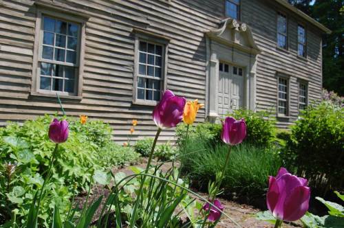 A close-up of colorful tulips in a garden, with a historic wooden house and windows in the background.