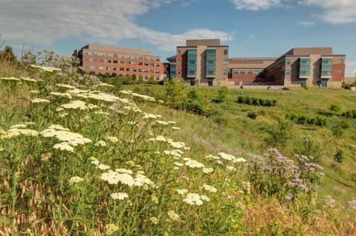 A grassy hillside with wildflowers in the foreground, featuring modern buildings in the background under a blue sky.