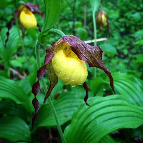 A close-up of a yellow lady's slipper orchid with maroon accents, surrounded by green foliage and droplets of water.