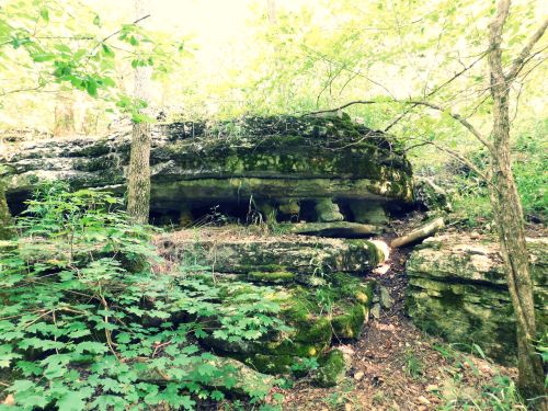 A rocky outcrop covered in moss and surrounded by lush green foliage and trees in a forested area.