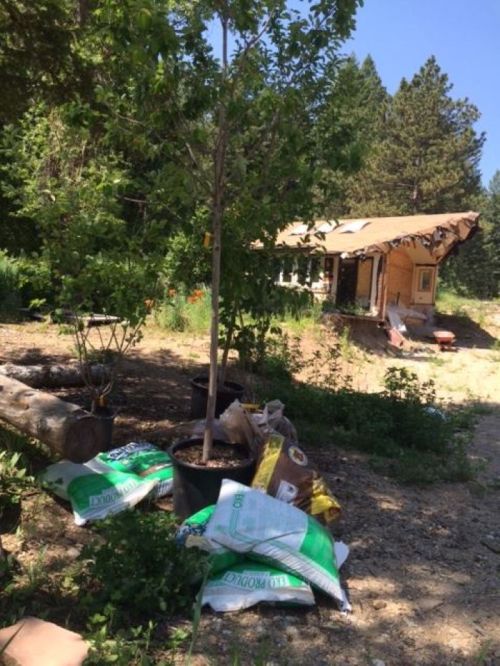 A small wooden cabin surrounded by trees, with gardening supplies and a young tree in the foreground.