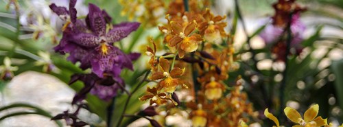A vibrant display of purple and yellow orchids among lush green foliage.
