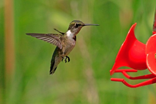 A hummingbird hovers near a red feeder, surrounded by green foliage.