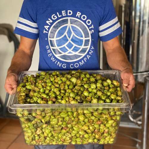 A person in a blue shirt holds a clear container filled with fresh hops in a brewery setting.
