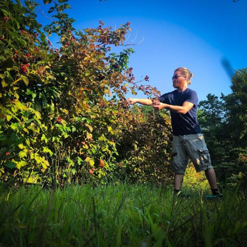 A person in a blue shirt and shorts reaches for berries on a bush under a clear blue sky. Green grass surrounds them.