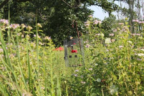 A metal trap is partially hidden among tall grass and wildflowers in a sunny outdoor setting.