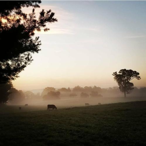 A misty morning landscape with cows grazing in a field, framed by trees and soft sunlight.