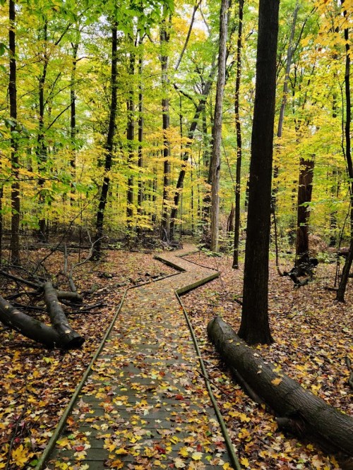 A winding wooden path through a vibrant forest with yellow and green leaves scattered on the ground.