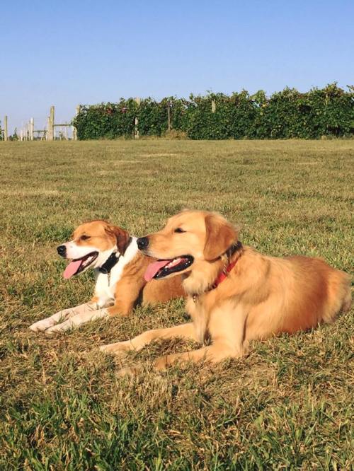 Two dogs, a golden retriever and a mixed breed, relax on green grass under a clear blue sky.