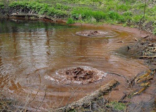 Two circular ripples in a brown pond, surrounded by green grass and fallen branches.