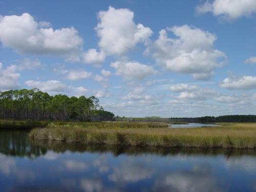 A serene wetland scene with tall grasses, calm water, and fluffy clouds reflecting in the sky.