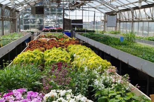 A vibrant greenhouse filled with colorful flowers and lush greenery in neatly arranged rows.