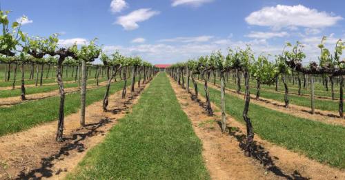 A panoramic view of a vineyard with rows of grapevines under a blue sky and fluffy clouds.