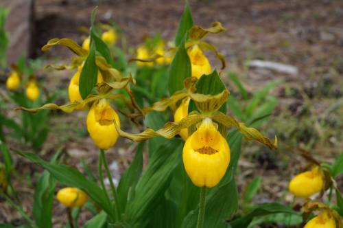 A cluster of vibrant yellow lady's slipper orchids surrounded by green foliage in a natural setting.