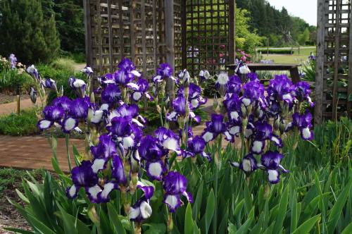 A cluster of vibrant purple and white irises blooming in a garden, surrounded by green foliage and wooden trellises.
