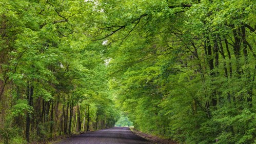 A serene, tree-lined road surrounded by lush green foliage on both sides.