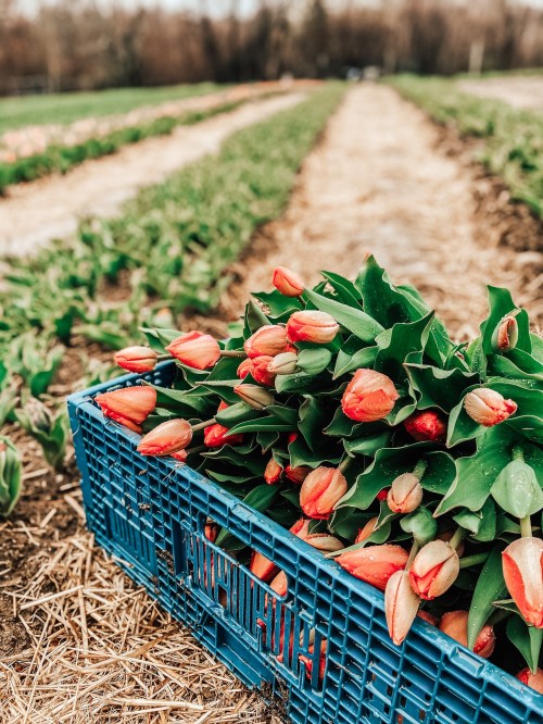 A blue crate filled with freshly picked orange tulips in a field with rows of green plants.