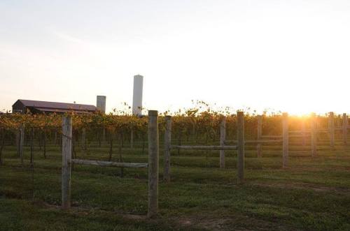A vineyard at sunset, with rows of grapevines and a barn in the background.